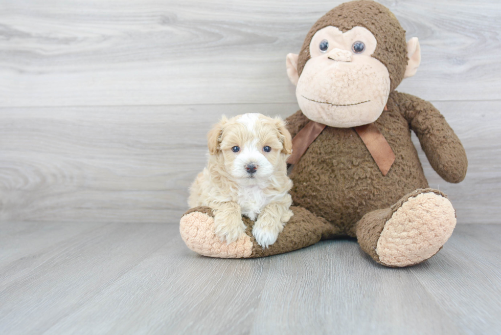 Petite Maltipoo Poodle Mix Pup