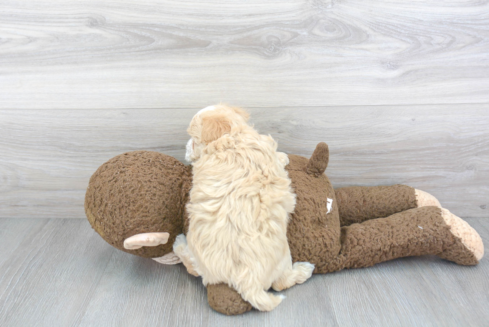 Maltipoo Pup Being Cute