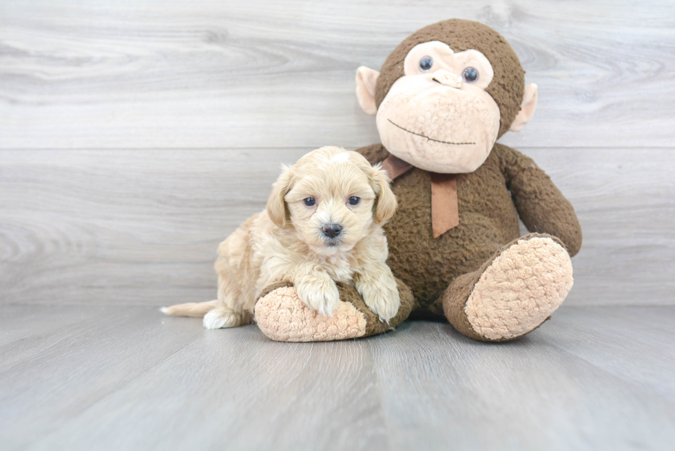 Best Maltipoo Baby