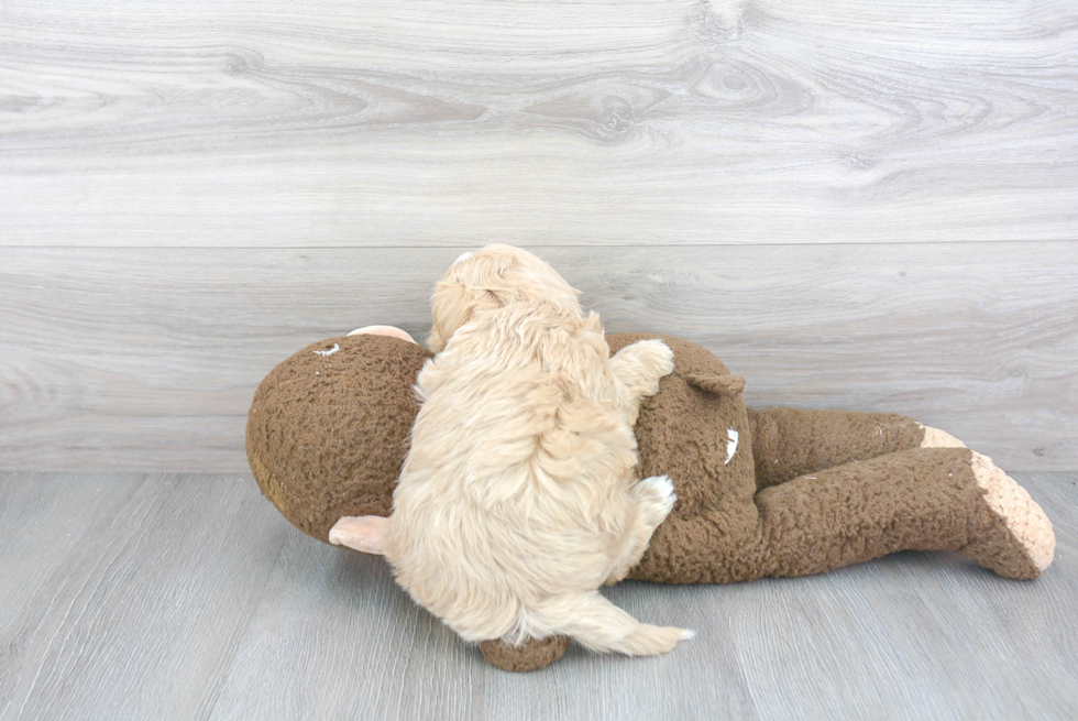 Popular Maltipoo Poodle Mix Pup