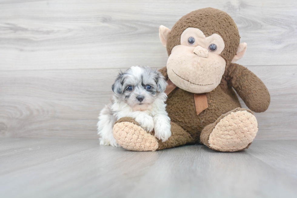 Maltipoo Puppy for Adoption