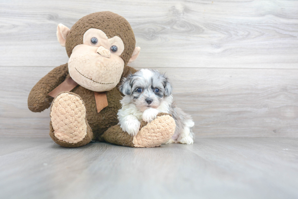 Maltipoo Puppy for Adoption