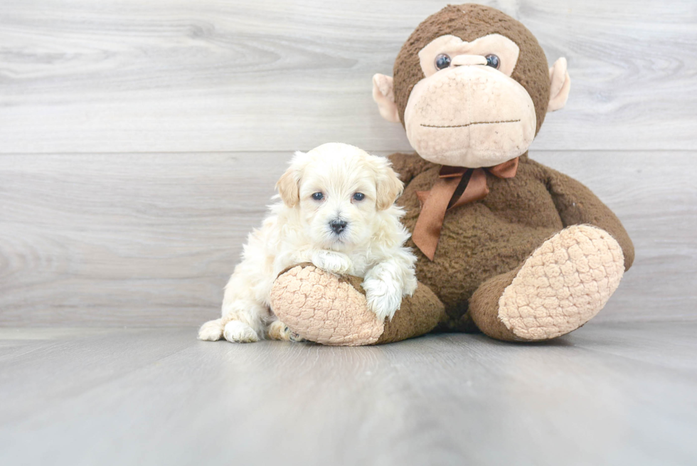 Maltipoo Puppy for Adoption