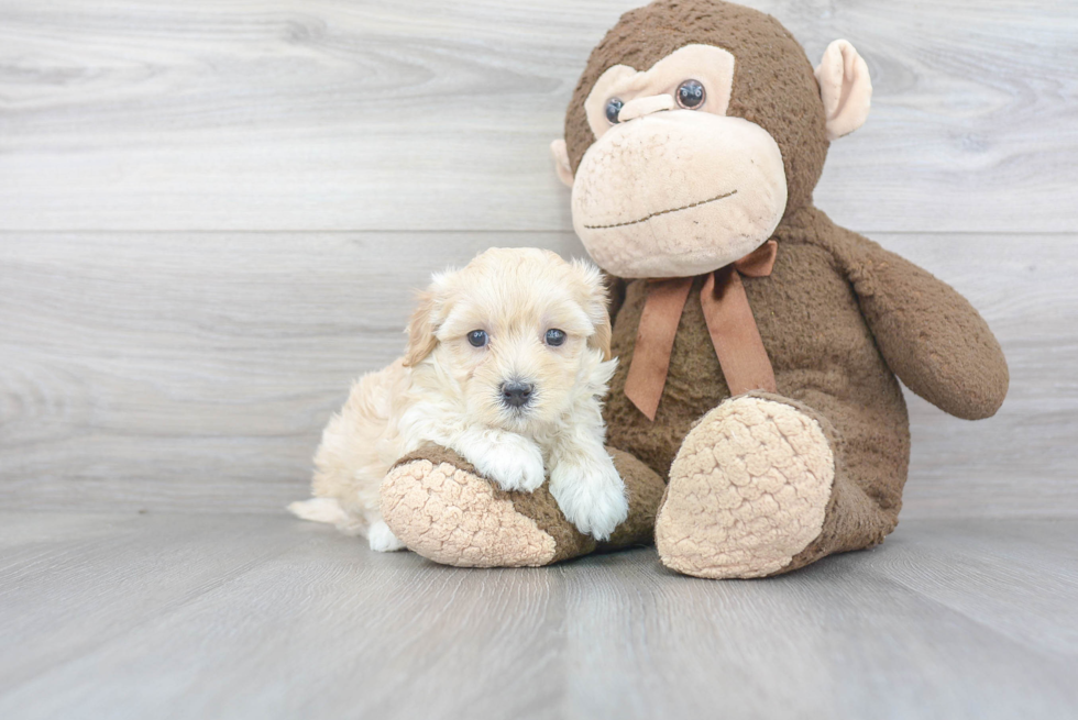 Best Maltipoo Baby