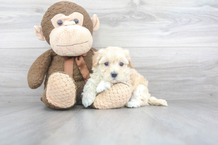Energetic Maltepoo Poodle Mix Puppy