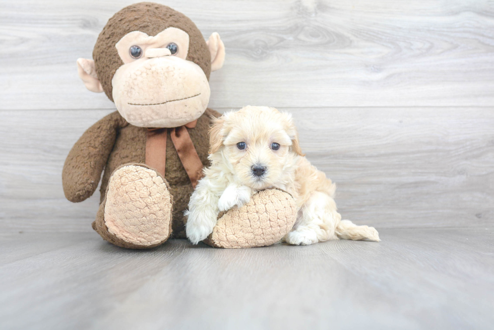 Energetic Maltepoo Poodle Mix Puppy