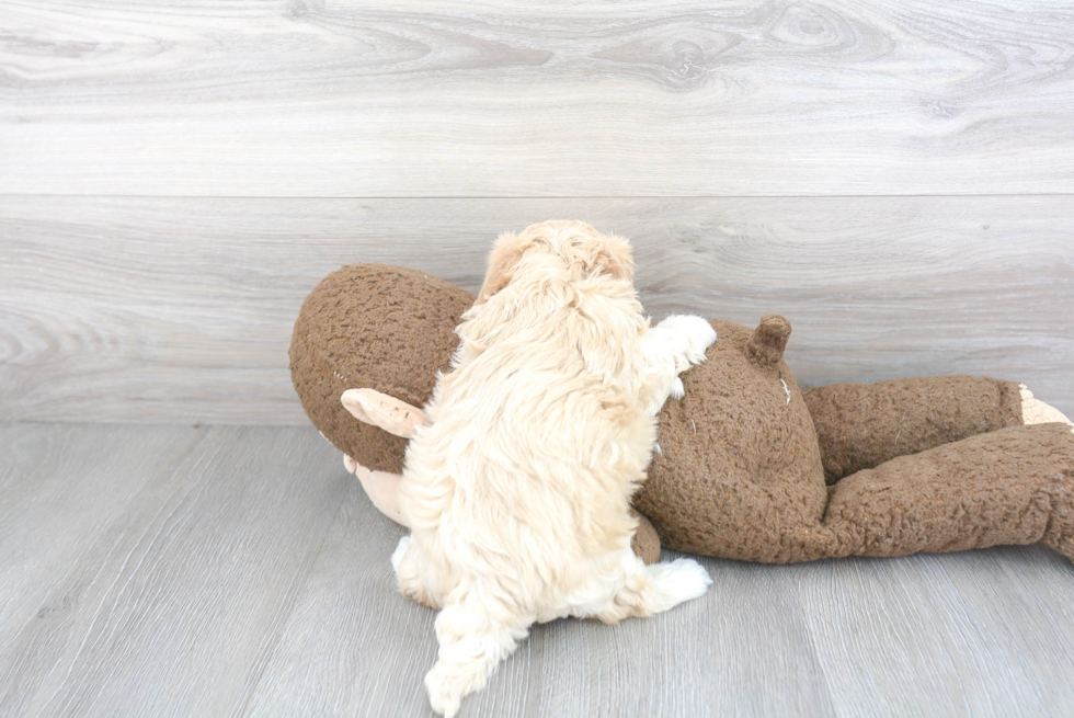 Maltipoo Pup Being Cute