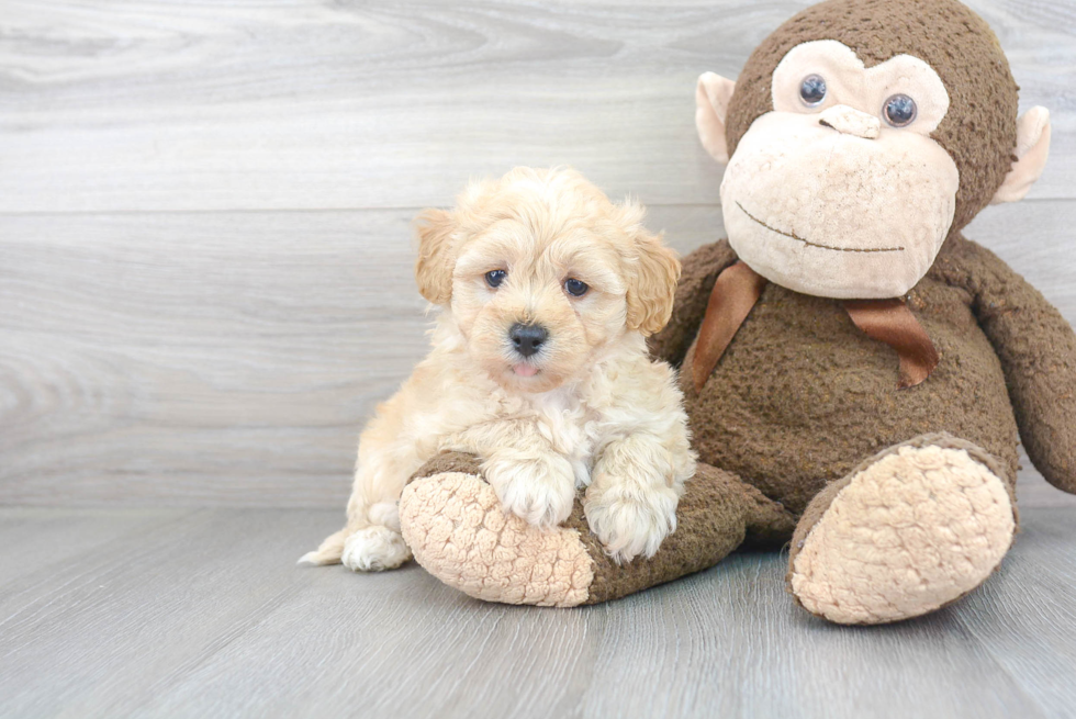 Maltipoo Puppy for Adoption