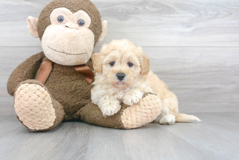 Petite Maltipoo Poodle Mix Pup