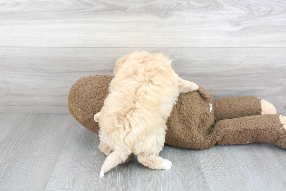 Maltipoo Pup Being Cute