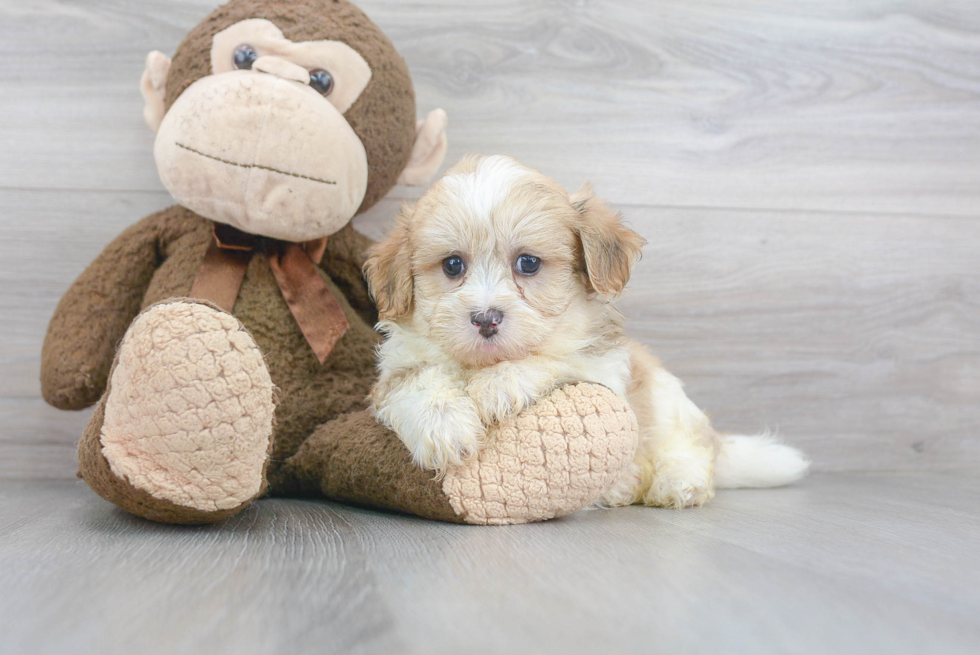 Playful Maltepoo Poodle Mix Puppy