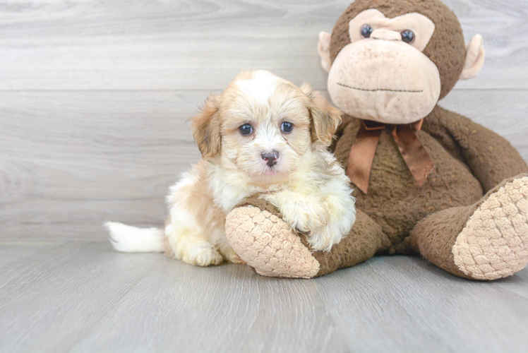 Energetic Maltepoo Poodle Mix Puppy