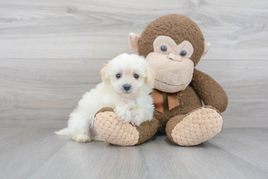 Maltipoo Puppy for Adoption