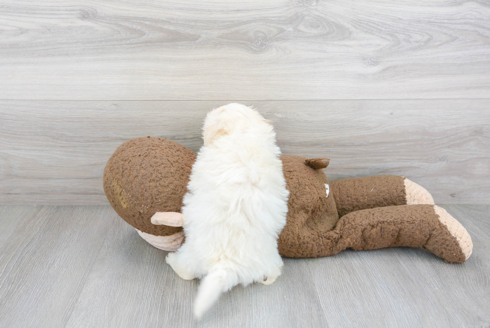 Little Maltepoo Poodle Mix Puppy