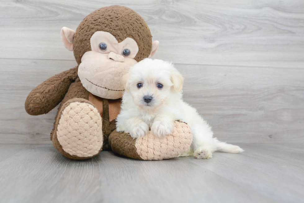 Smart Maltipoo Poodle Mix Pup