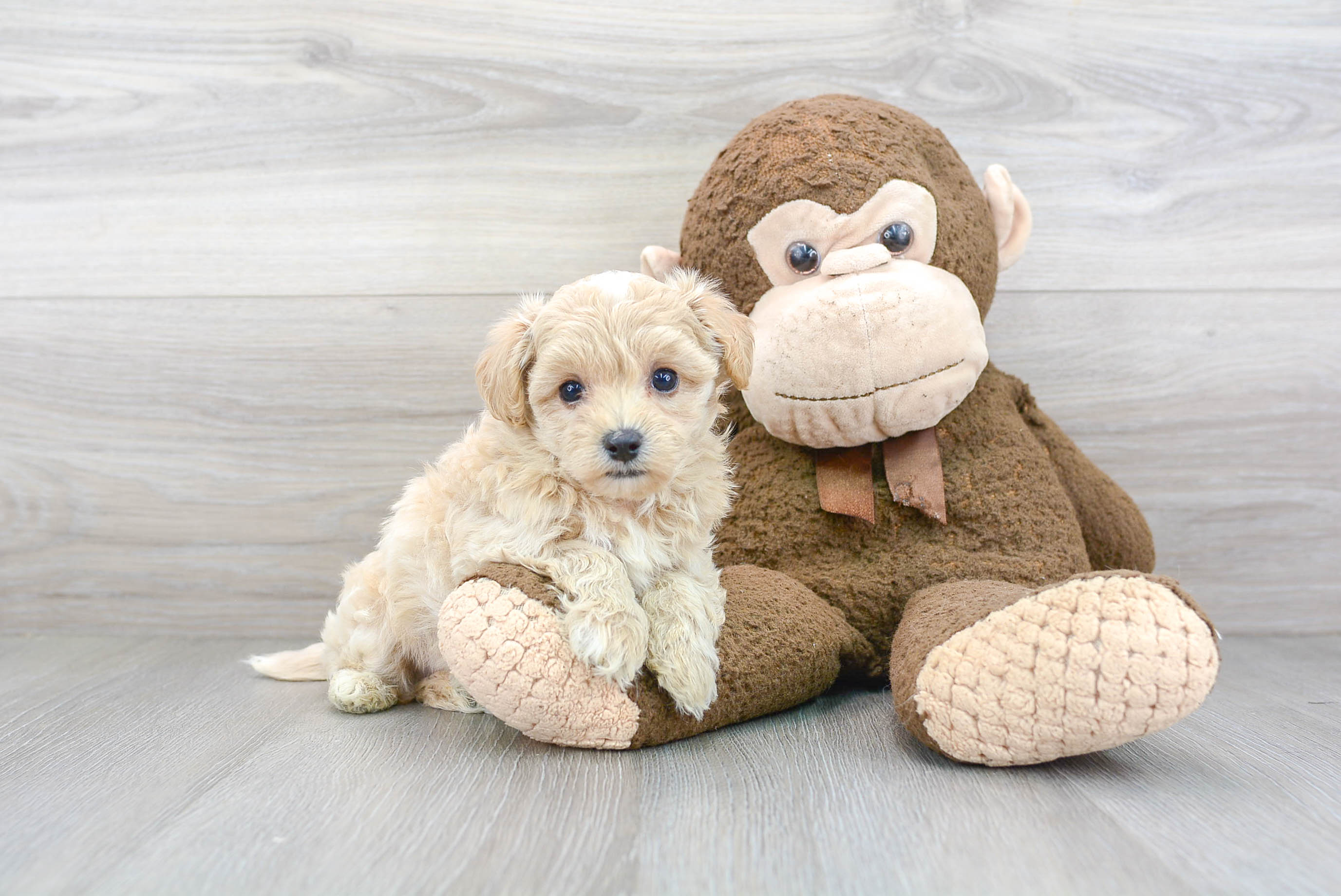 Fluffy Maltipoo Poodle Mix Pup