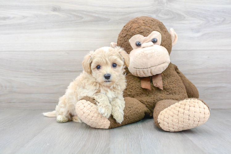 Fluffy Maltipoo Poodle Mix Pup