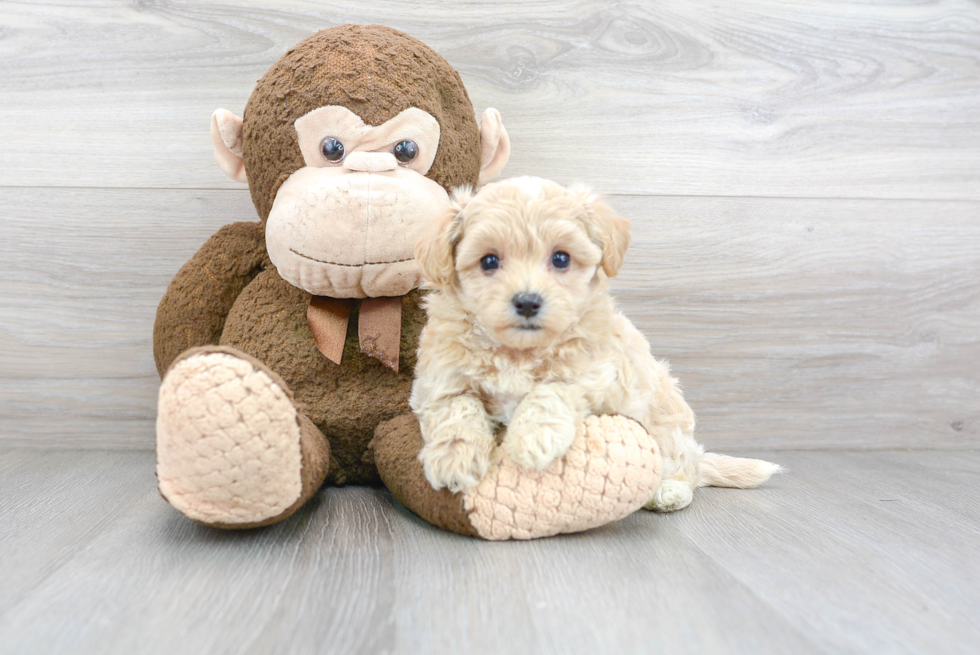 Best Maltipoo Baby