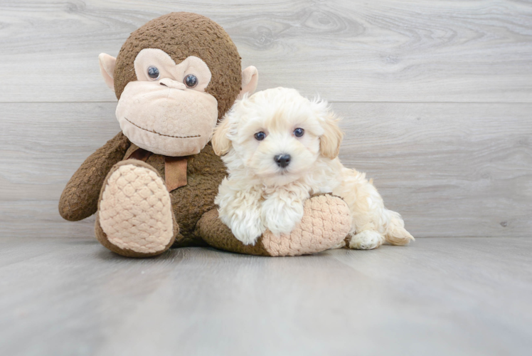Best Maltipoo Baby