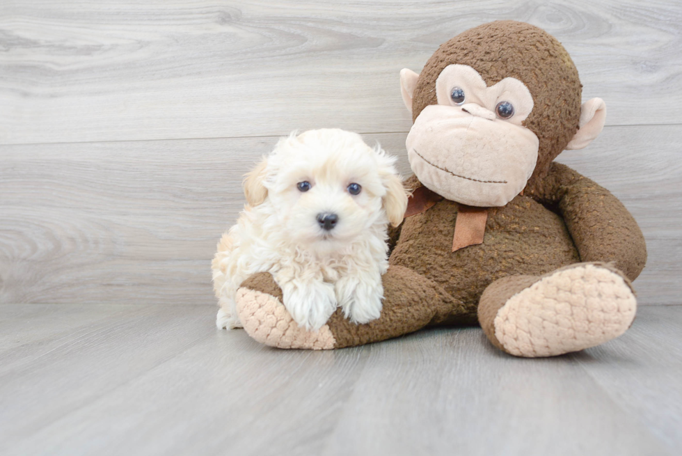 Best Maltipoo Baby