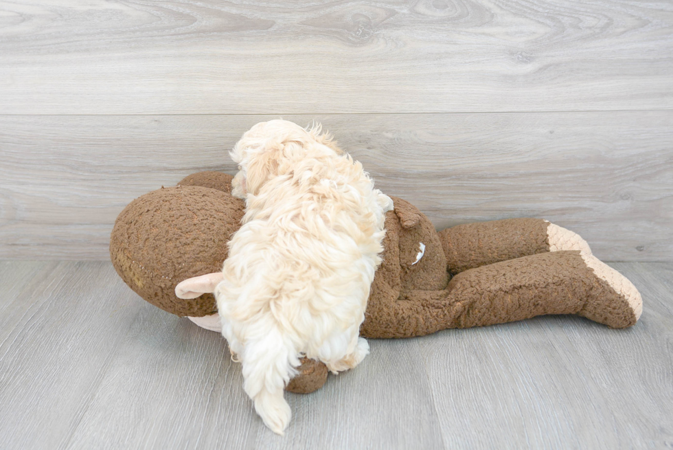 Cute Maltese Poodle Poodle Mix Puppy