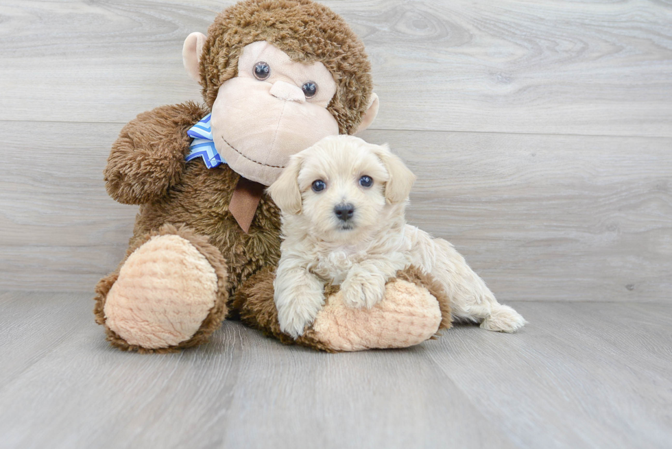 Maltipoo Pup Being Cute