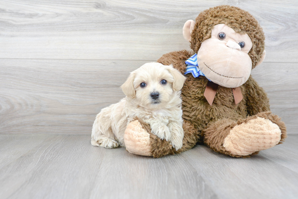 Maltipoo Pup Being Cute