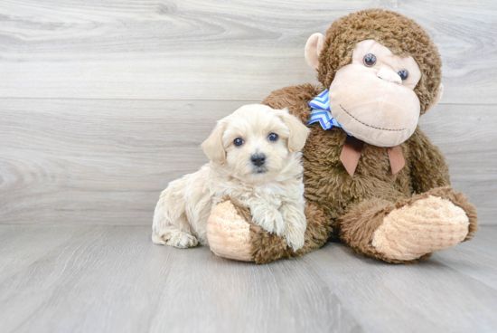 Maltipoo Pup Being Cute