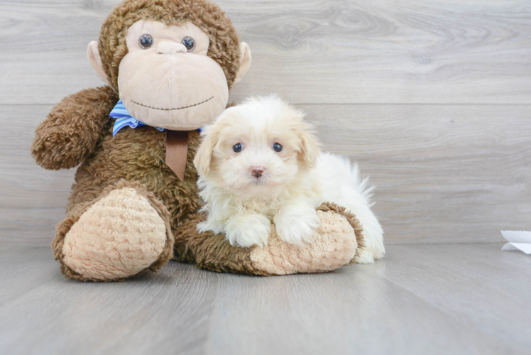 Best Maltipoo Baby
