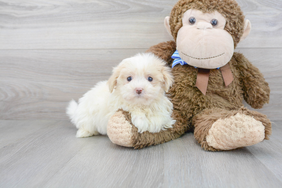 Maltipoo Pup Being Cute