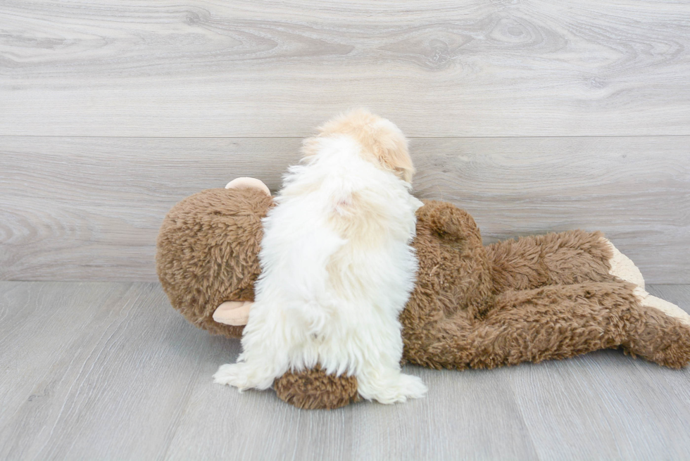Maltipoo Pup Being Cute