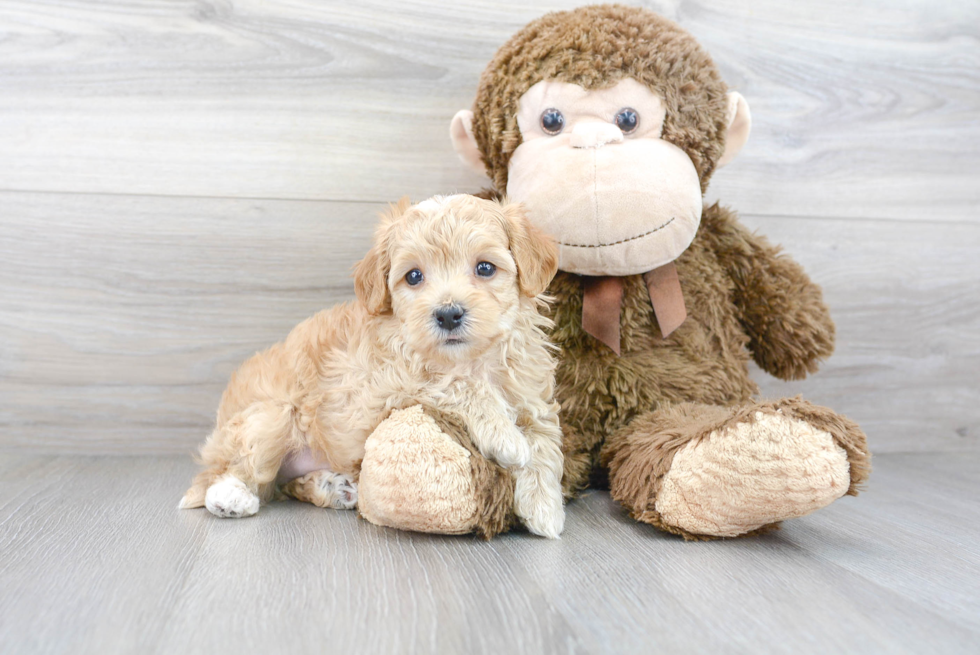 Maltipoo Pup Being Cute