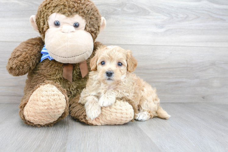 Maltipoo Puppy for Adoption