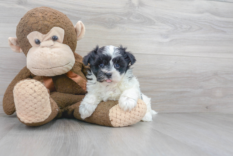 Maltipoo Puppy for Adoption