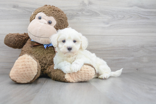 Smart Maltipoo Poodle Mix Pup