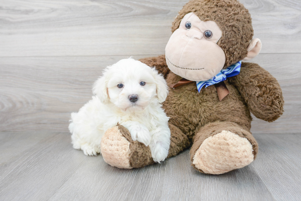 Maltipoo Puppy for Adoption