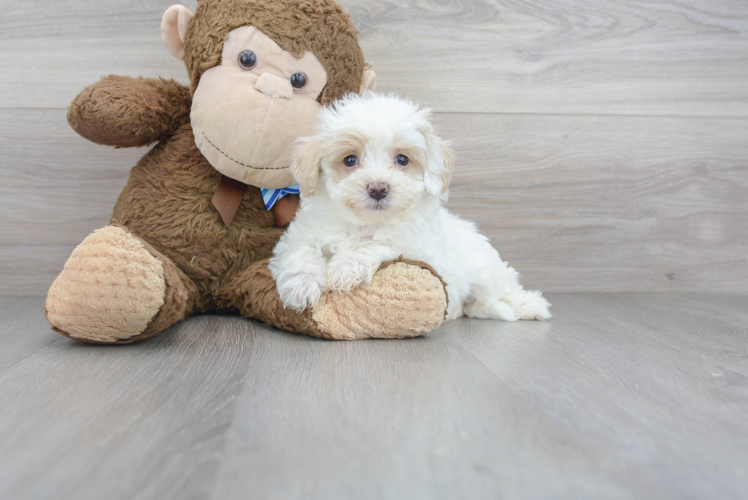 Small Maltipoo Baby