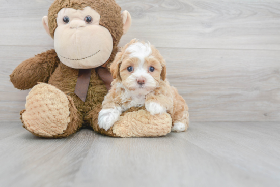 Adorable Maltese Poodle Poodle Mix Puppy