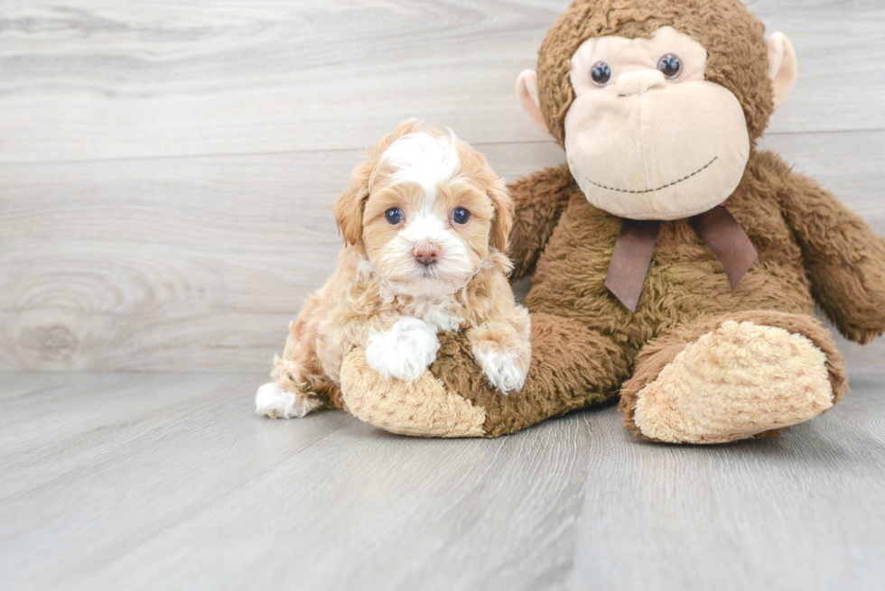 Best Maltipoo Baby