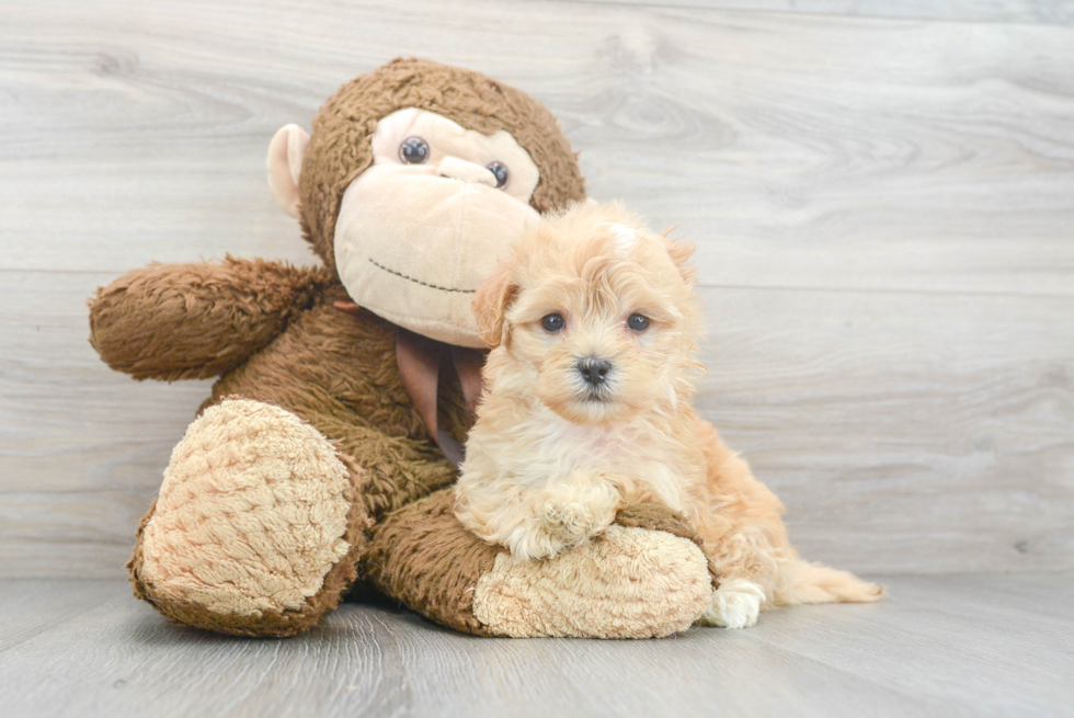 Best Maltipoo Baby