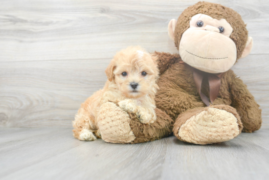 Little Maltepoo Poodle Mix Puppy