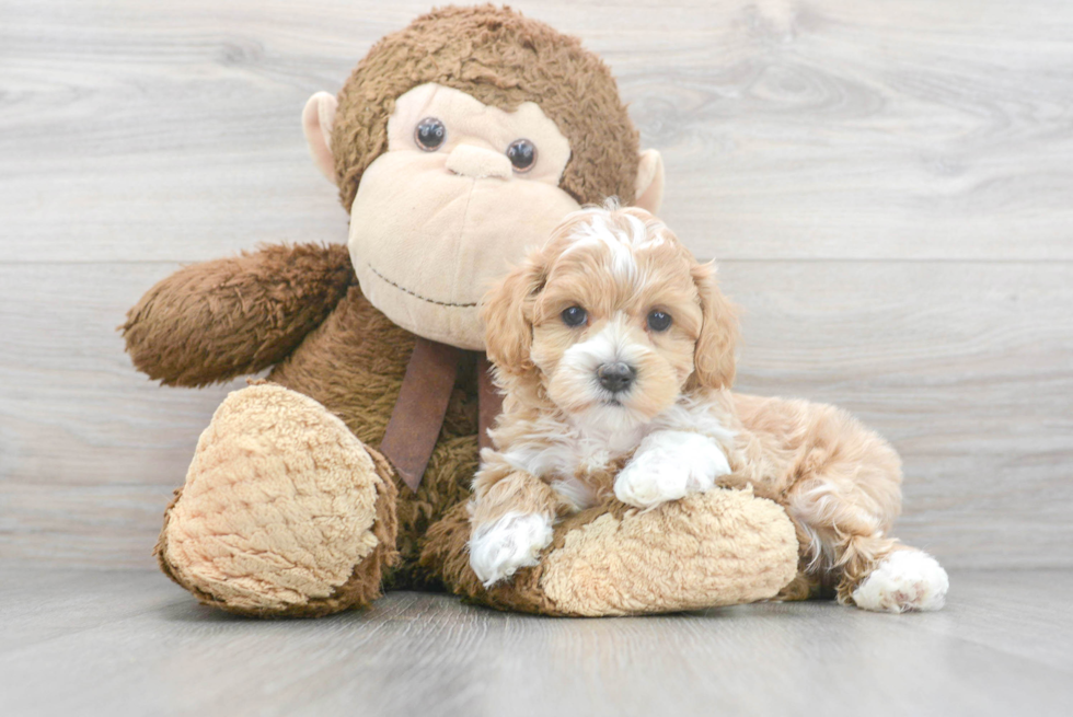 Sweet Maltipoo Baby