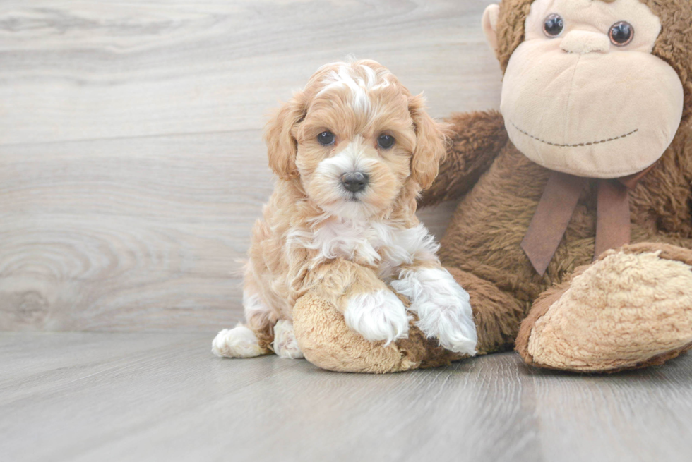 Maltipoo Puppy for Adoption