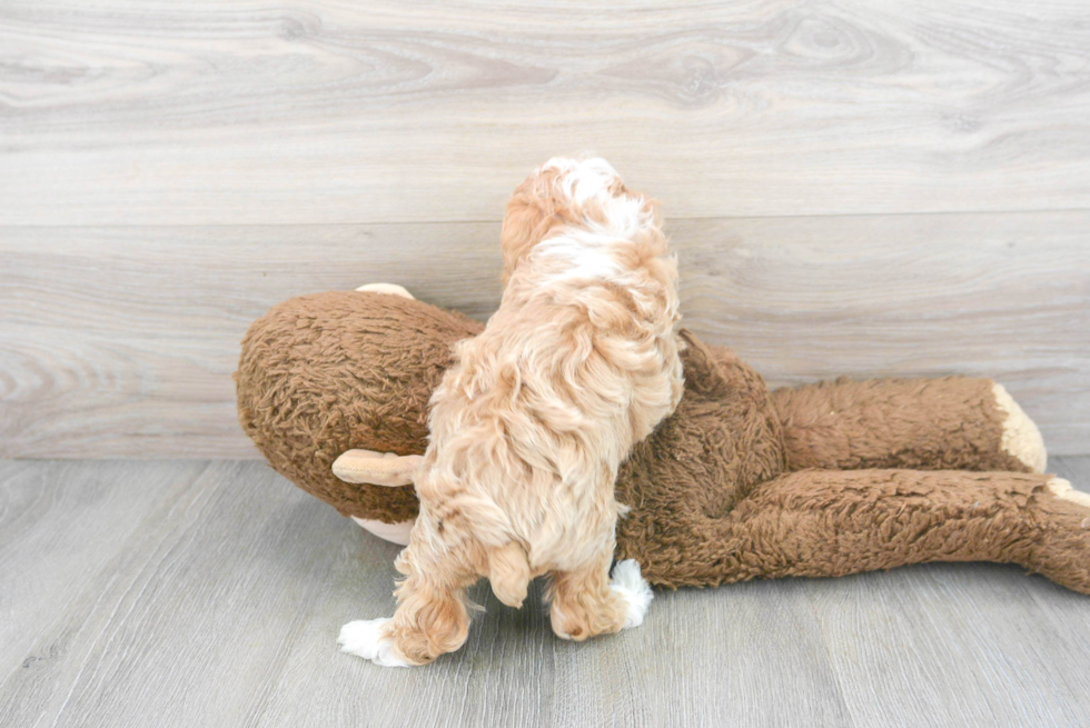 Popular Maltipoo Poodle Mix Pup