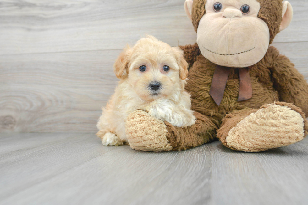 Maltipoo Puppy for Adoption