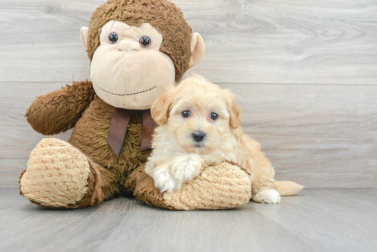 Adorable Maltese Poodle Poodle Mix Puppy