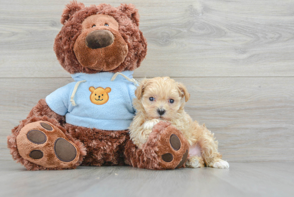 Best Maltipoo Baby