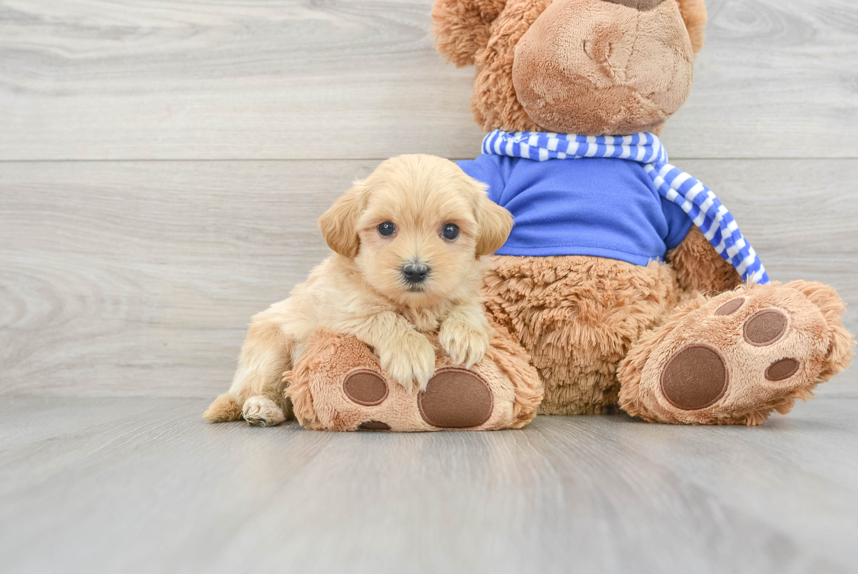 Best Maltipoo Baby