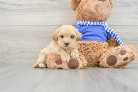 Best Maltipoo Baby