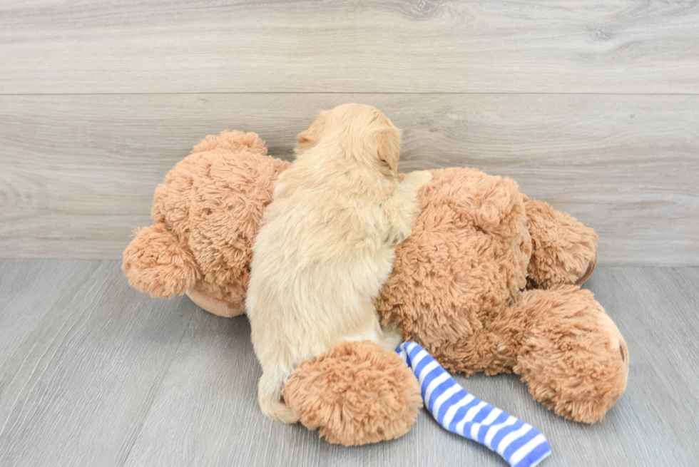 Maltipoo Puppy for Adoption